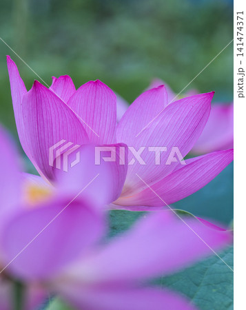 蓮の花のある風景 蓮の花のある風景 141474371