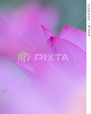 蓮の花びら 蓮の花びら 141474372