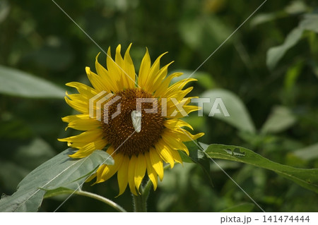 夏の花の蜜を吸う夏のモンシロチョウ 夏の花の蜜を吸う夏のモンシロチョウ 141474444