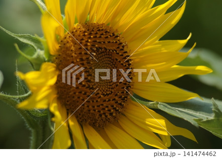 ヒマワリ畑のヒマワリの黄色い花をアップで撮影した写真 ヒマワリ畑のヒマワリの黄色い花をアップで撮影した写真 141474462