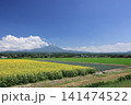 大山と向日葵　13 141474522