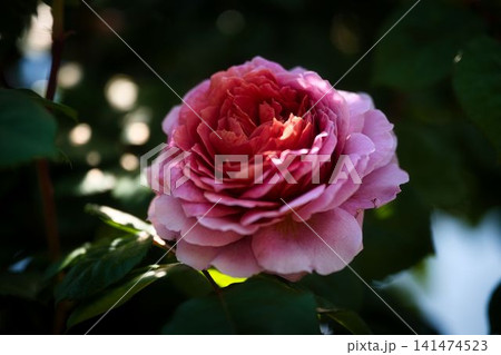 花びらグラデーションが美しい赤バラ 花びらグラデーションが美しい赤バラ 141474523