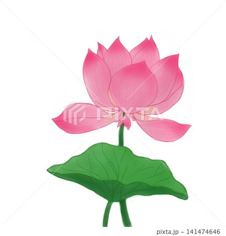Hand drawn pink lotus flower with green leaf illustration isolated on white background 141474646