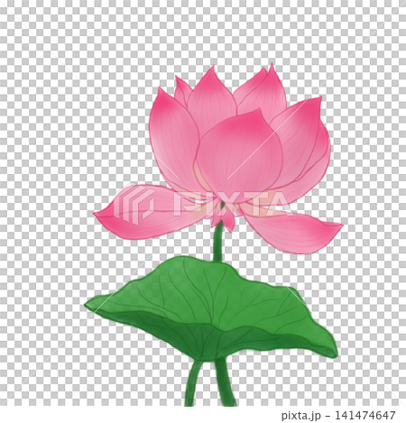 Hand drawn pink lotus flower with green leaf illustration isolated on white background Hand drawn pink lotus flower with green leaf illustration isolated on white background 141474647