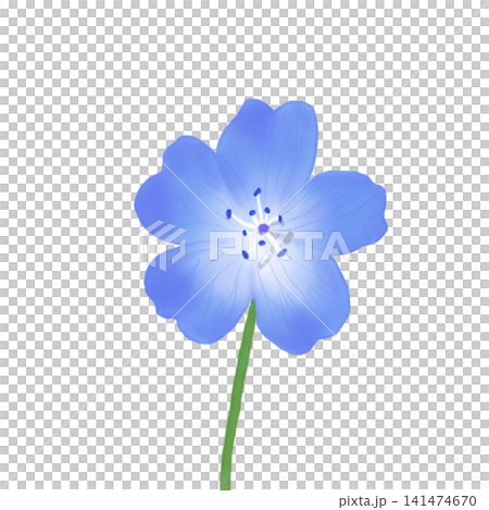 Hand drawn blue nemophila flower illustration isolated on white background Hand drawn blue nemophila flower illustration isolated on white background 141474670
