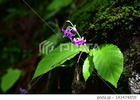 イワタバコの花・岩煙草 イワタバコの花・岩煙草 141474850