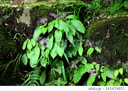 イワタバコの花・岩煙草 イワタバコの花・岩煙草 141474851