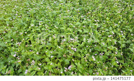 Wide Field of Blooming Ageratum Conyzoides Bandotan Weed 141475177