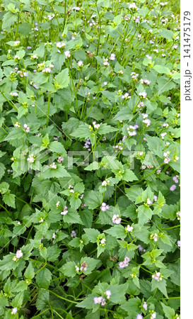 Close Up Texture of Blooming Ageratum Conyzoides Flowers 141475179