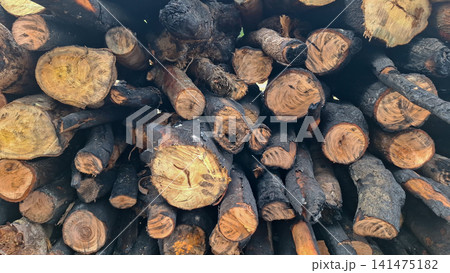 Stacked Firewood Logs Texture with Charred Bark Surface Stacked Firewood Logs Texture with Charred Bark Surface 141475182