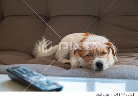Jack Russell Terrier dog sleeping on comfortable gray sofa. Domestic animal resting at home 141475311