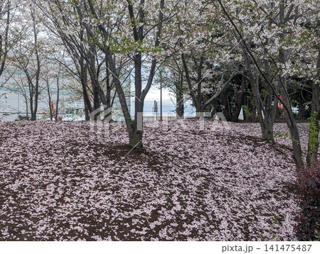 桜の花びらが絨毯の様に散った公園 桜の花びらが絨毯の様に散った公園 141475487
