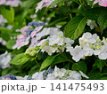 白き花が語る季節の詩 141475493