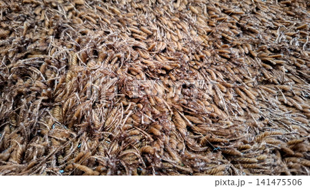Soft Brown Fluffy Carpet Fiber Close Up Texture Soft Brown Fluffy Carpet Fiber Close Up Texture 141475506
