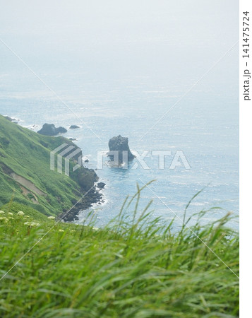 礼文島の猫岩 礼文島の猫岩 141475724