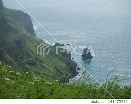 礼文島の猫岩 礼文島の猫岩 141475725
