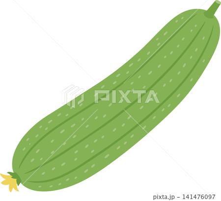 緑のヘチマの実のベクターイラスト 141476097