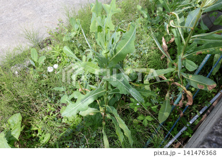 雑草、植物、草、緑、葉、野草、除草剤、屋外、草刈り、除草、夏 雑草、植物、草、緑、葉、野草、除草剤、屋外、草刈り、除草、夏 141476368