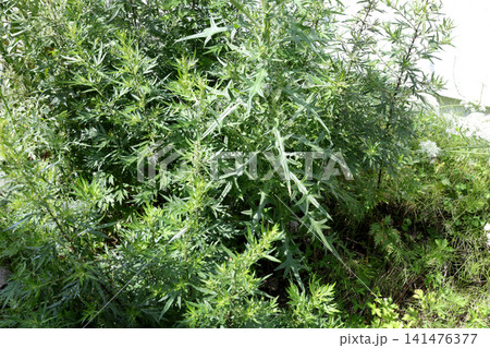 雑草、植物、草、緑、葉、野草、除草剤、屋外、草刈り、除草、夏 141476377