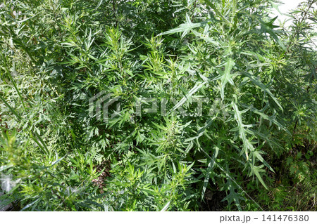 雑草、植物、草、緑、葉、野草、除草剤、屋外、草刈り、除草、夏 141476380