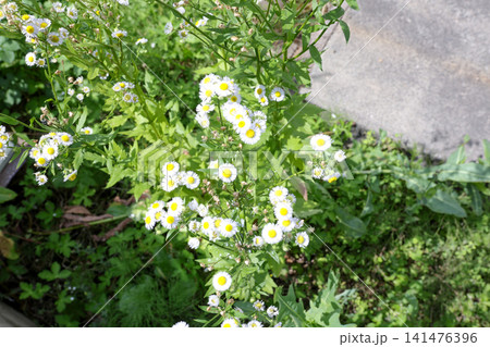 雑草、植物、草、緑、葉、野草、除草剤、屋外、草刈り、除草、夏 雑草、植物、草、緑、葉、野草、除草剤、屋外、草刈り、除草、夏 141476396