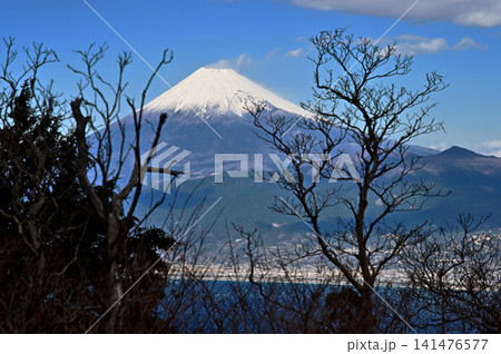 伊豆半島の伊豆山稜線歩道 だるま山高原から望む富士山 伊豆半島の伊豆山稜線歩道 だるま山高原から望む富士山 141476577