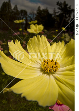 コスモス畑にコスモスの花が咲いています。 黄色のコスモスのクローズアップ写真です。 コスモス畑にコスモスの花が咲いています。 黄色のコスモスのクローズアップ写真です。 141476600