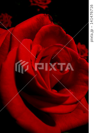 赤い薔薇の花のクローズアップ写真です。 141476716