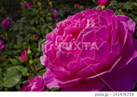 薔薇園に赤紫色のバラの花が咲いています。このバラの名前はフィネスです。 薔薇園に赤紫色のバラの花が咲いています。このバラの名前はフィネスです。 141476739