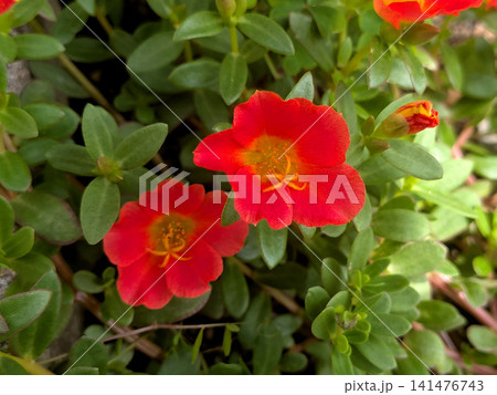 鮮やかな赤いポーチュラカが咲く夏の花壇 鮮やかな赤いポーチュラカが咲く夏の花壇 141476743