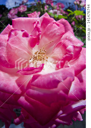 薔薇園にピンク色と白色の薔薇の花が咲いています。このバラの名前は桜霞です。 薔薇園にピンク色と白色の薔薇の花が咲いています。このバラの名前は桜霞です。 141476744