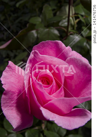 薔薇園にピンク色の薔薇の花が咲いています。このバラの名前はクイーンエリザベスです。 薔薇園にピンク色の薔薇の花が咲いています。このバラの名前はクイーンエリザベスです。 141476756