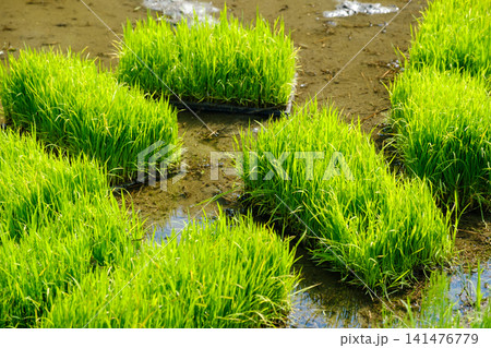 田植えを待つ稲の苗:育苗箱に育つ青々とした苗と田んぼの風景 田植えを待つ稲の苗:育苗箱に育つ青々とした苗と田んぼの風景 141476779