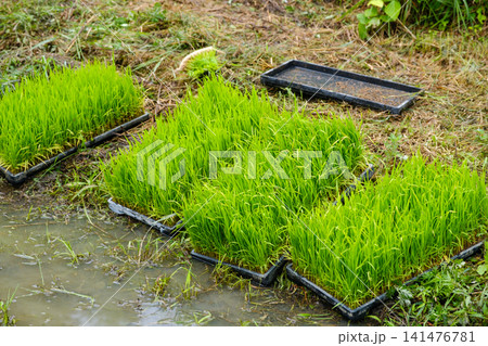 田植えを待つ稲の苗:育苗箱に育つ青々とした苗と田んぼの風景 田植えを待つ稲の苗:育苗箱に育つ青々とした苗と田んぼの風景 141476781