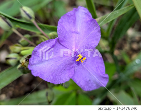 鮮やかな紫色に咲くムラサキツユクサの花 鮮やかな紫色に咲くムラサキツユクサの花 141476840