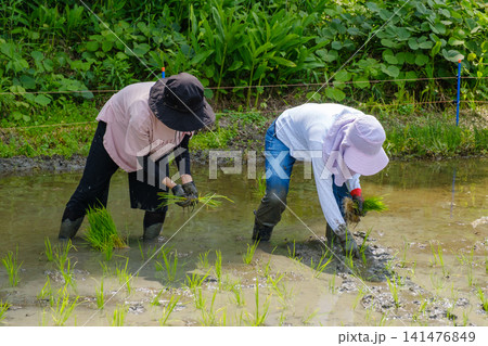 家族で楽しむ田植え体験：泥の中に苗を手植えする農業体験と食育のひととき 141476849