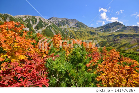 紅葉の雷鳥沢と立山連峰 141476867