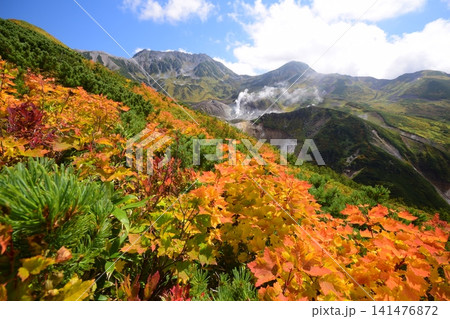 紅葉の雷鳥沢と立山連峰 紅葉の雷鳥沢と立山連峰 141476872