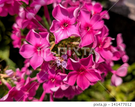 鮮やかなピンク色のフロックスが咲く夏の花壇 141477012