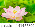 満開のハスの花 141477299