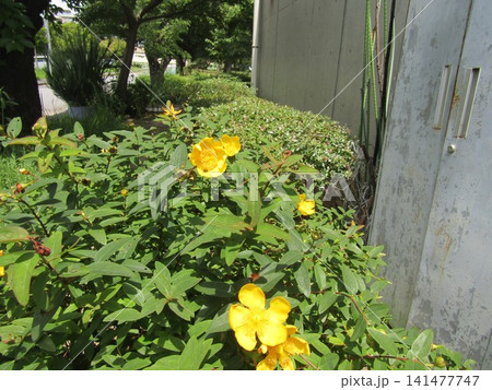 キンシバイの黄色い花 キンシバイの黄色い花 141477747