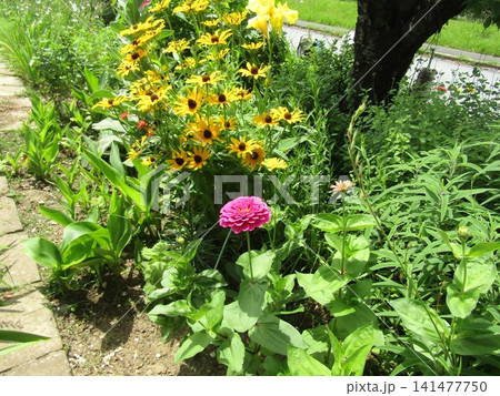 ルドベキアの黄色い花と桃色の百日草 ルドベキアの黄色い花と桃色の百日草 141477750