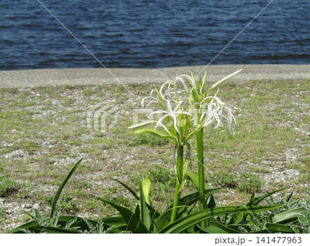 検見川浜海岸のハマユウの白い花 検見川浜海岸のハマユウの白い花 141477963