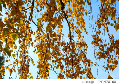 Mood of serenity.Birch trees autumn branches,sunny warm day Mood of serenity.Birch trees autumn branches,sunny warm day 141478168