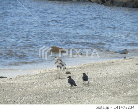 稲毛海浜公園の浜の池に来たアオサギ 稲毛海浜公園の浜の池に来たアオサギ 141478234