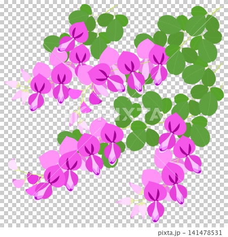 Illustration of the seven autumn flowers - bush clover Illustration of the seven autumn flowers - bush clover 141478531