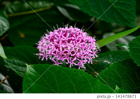 ボタンクサギの薄いピンクの花が満開です 141478671