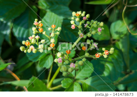 ヤブガラシの橙色の花 蜜たっぷりです ヤブガラシの橙色の花 蜜たっぷりです 141478673