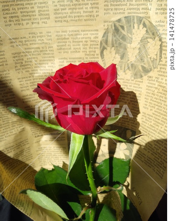 一輪の薔薇 141478725