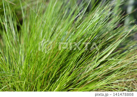 Wavy Hair Grass AmiLime Wavy Hair Grass AmiLime 141478808